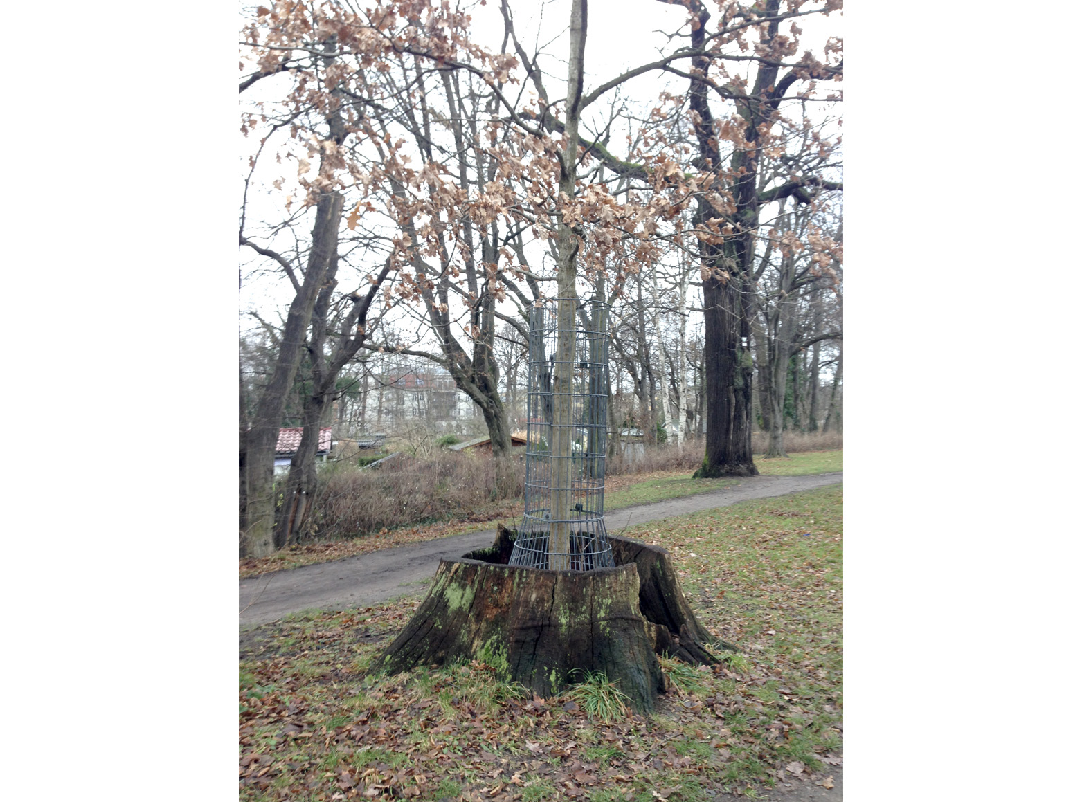 Mehr über den Artikel erfahren Geschützt #9, Berlin, Schlosspark Pankow